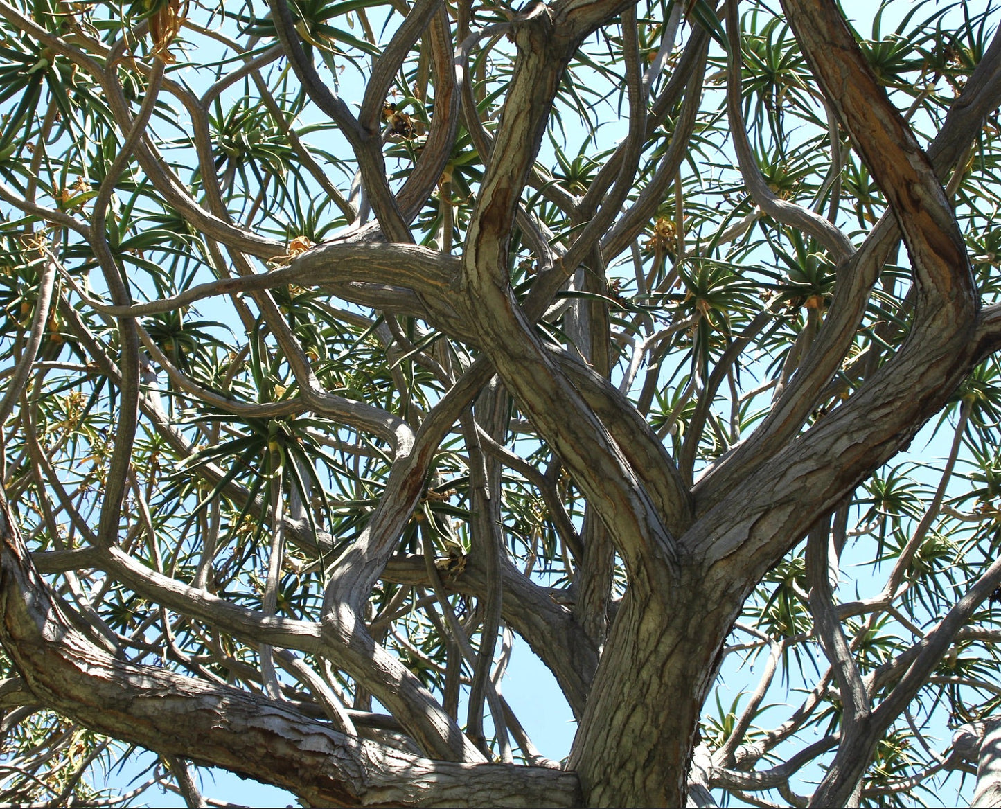 Aloidendron barberae mature tree with thick branches and slender succulent leaves against sky
