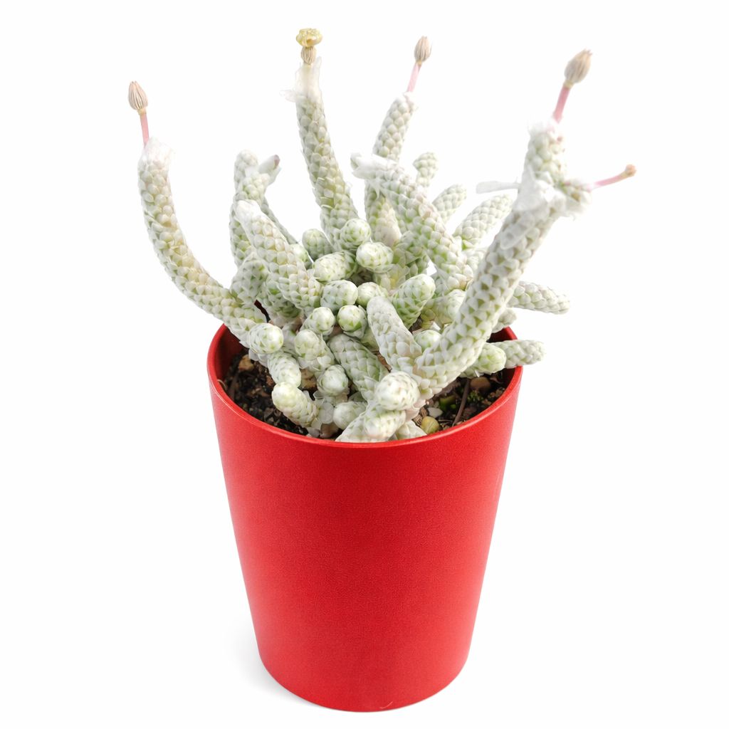 Anacampseros albissima succulent with white textured stems and small pink flower buds in red pot