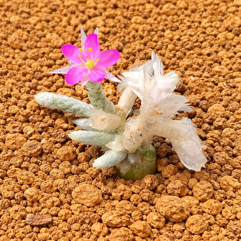 Anacampseros dinteri succulenta con fiore rosa e foglie strutturate su terreno granuloso