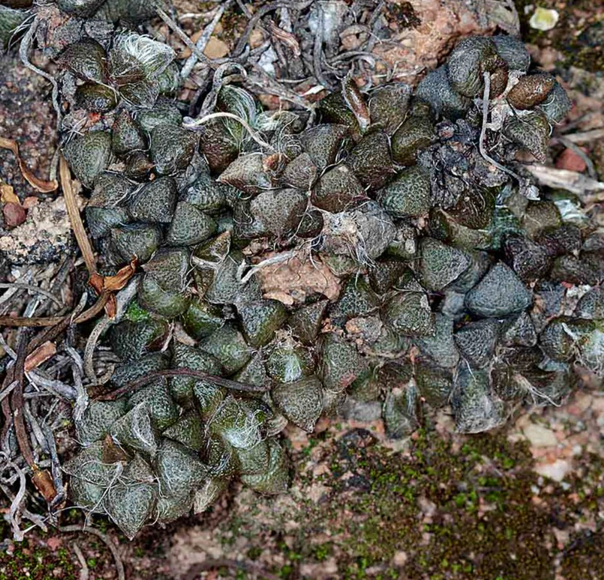 Anacampseros retusa succulenta con foglie triangolari, strutturate e sottili peli bianchi che crescono nel terreno