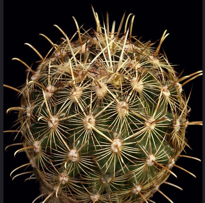 Ancistrocactus megarhizus raro cactus con spine dorate dense e corpo sferico verde