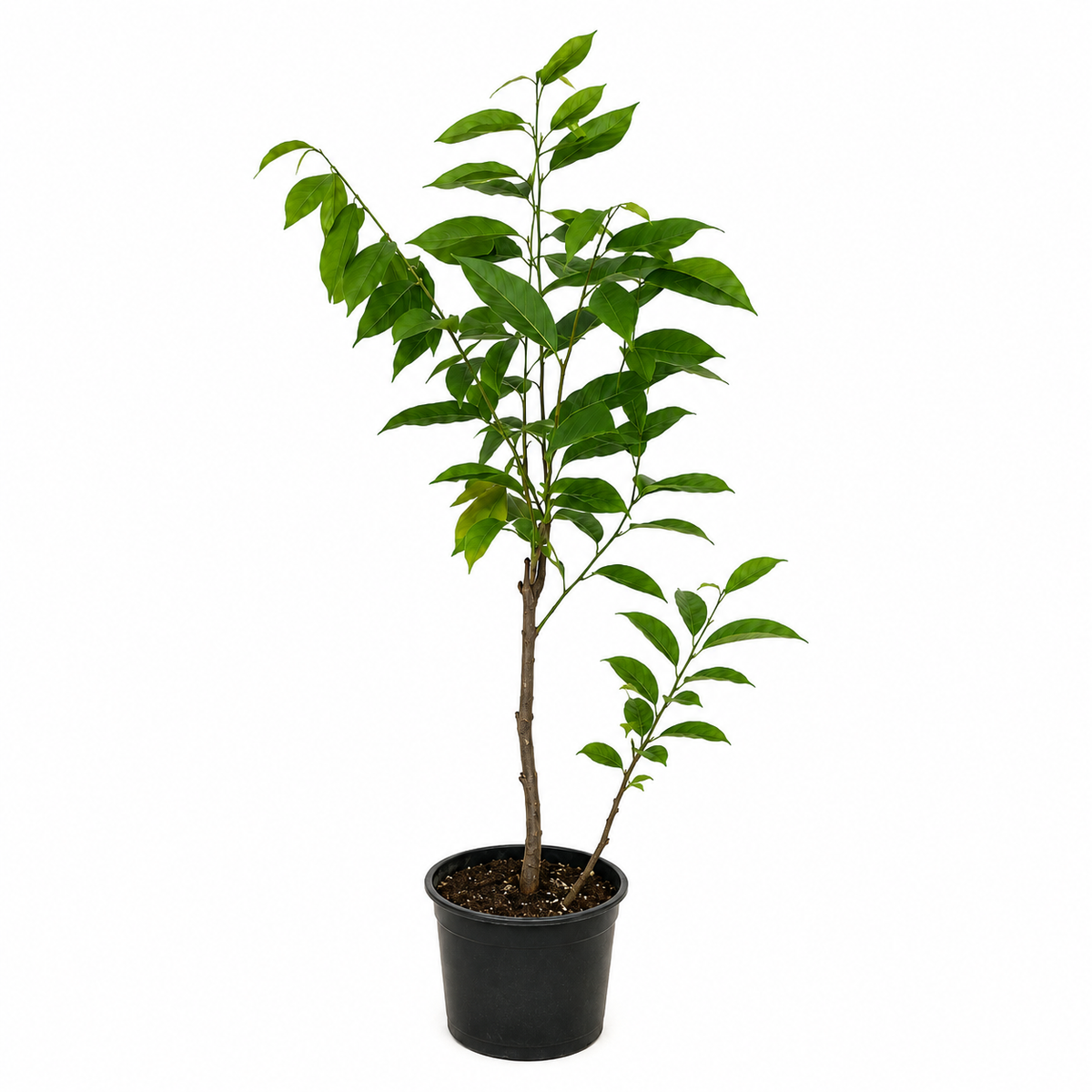 Annona × atemoya 'Red Israel' 65-100cm | Atemoya