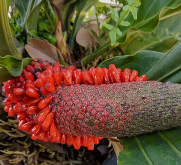 Anthurium plowmanii close-up of unique textured red fruit and glossy green leaves