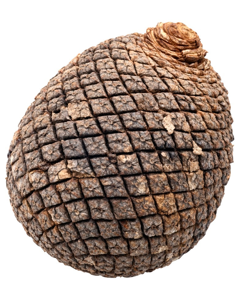 Araucaria angustifolia 20-35cm | Paraná pine | Brazilian pine
