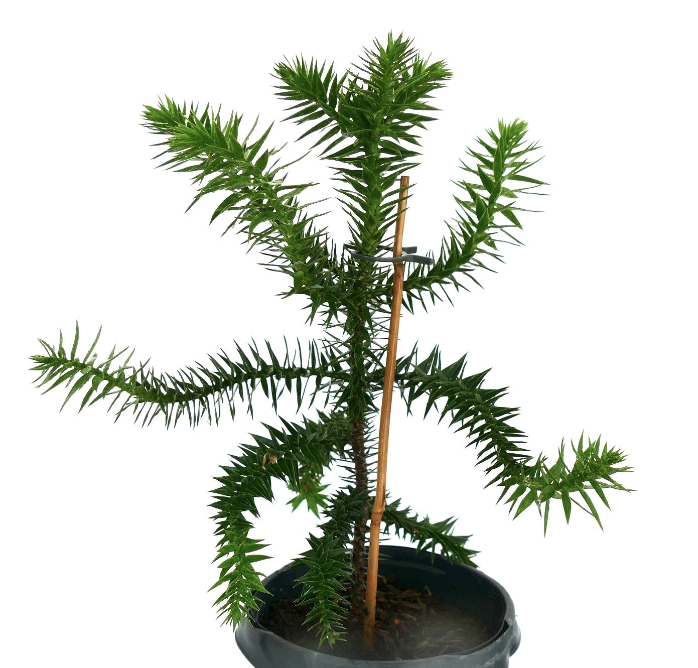 Araucaria araucana | Monkey puzzle tree | Chile pine