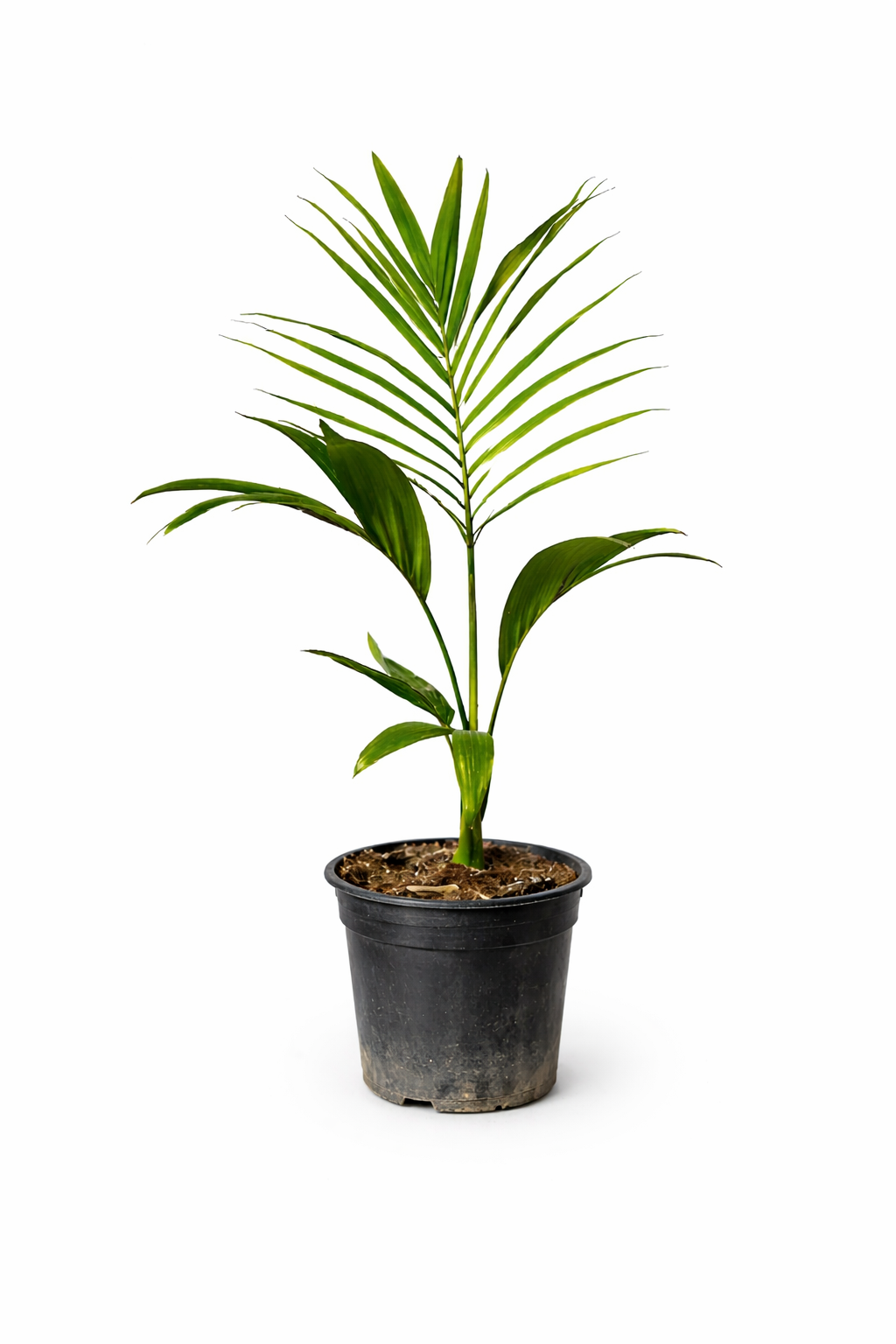 Archontophoenix tuckeri 30-60cm | Tucker's palm | King palm