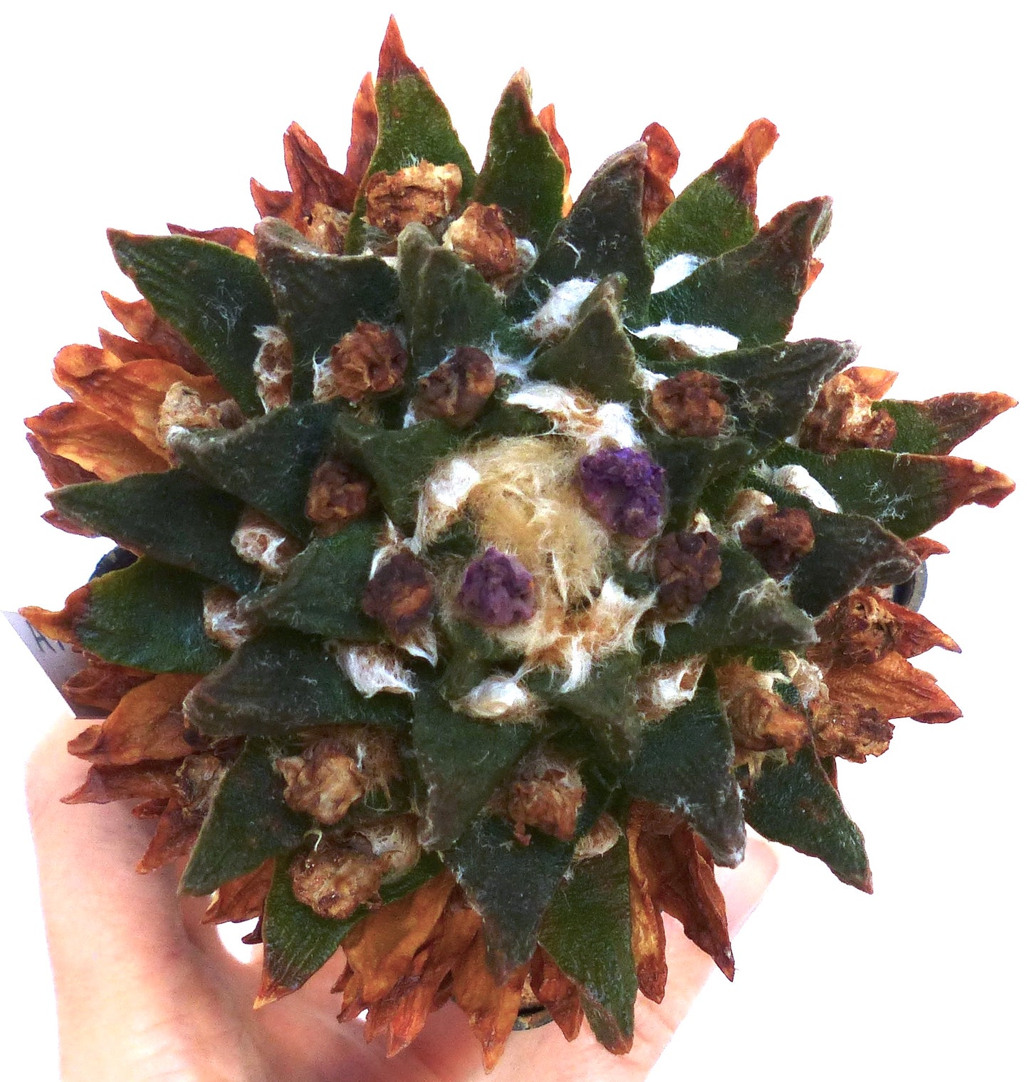 SEMI di Ariocarpus scapharostrus
