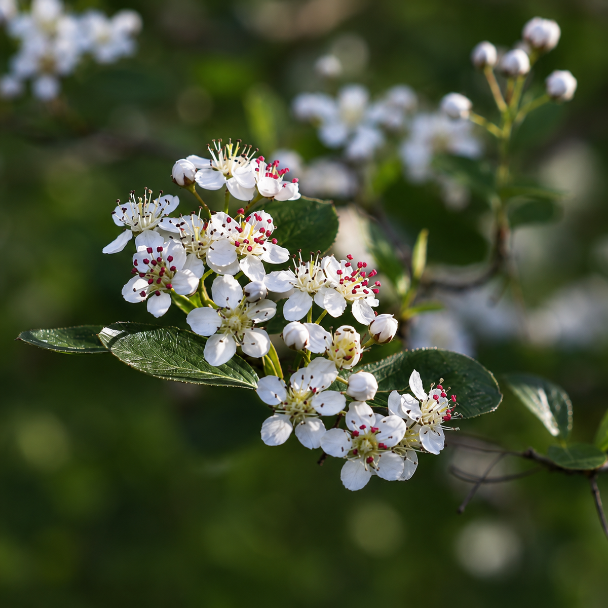 Aronia melanocarpa 10-25cm | Black chokeberry | Aronia berry