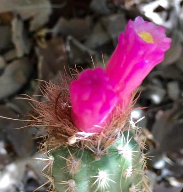 Arrojadoa horstiana cactus with bright pink tubular flowers and spiny green stem