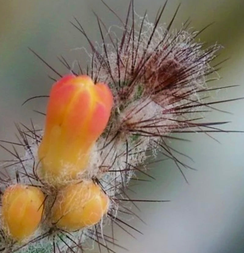 Arrojadoa multiflora rare cactus with spiny stems and small orange-yellow flowers