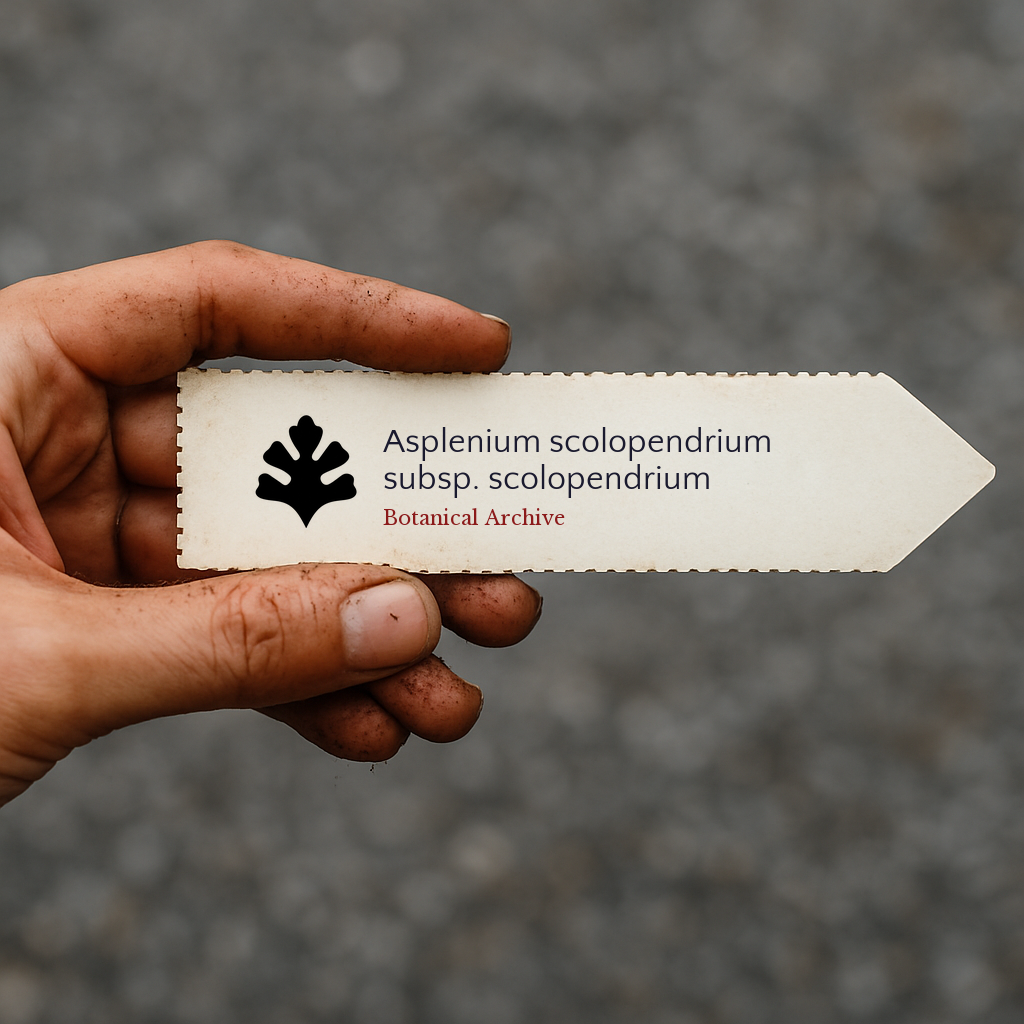 Printed plant label for Asplenium scolopendrium subsp. scolopendrium held in hand with dirt background