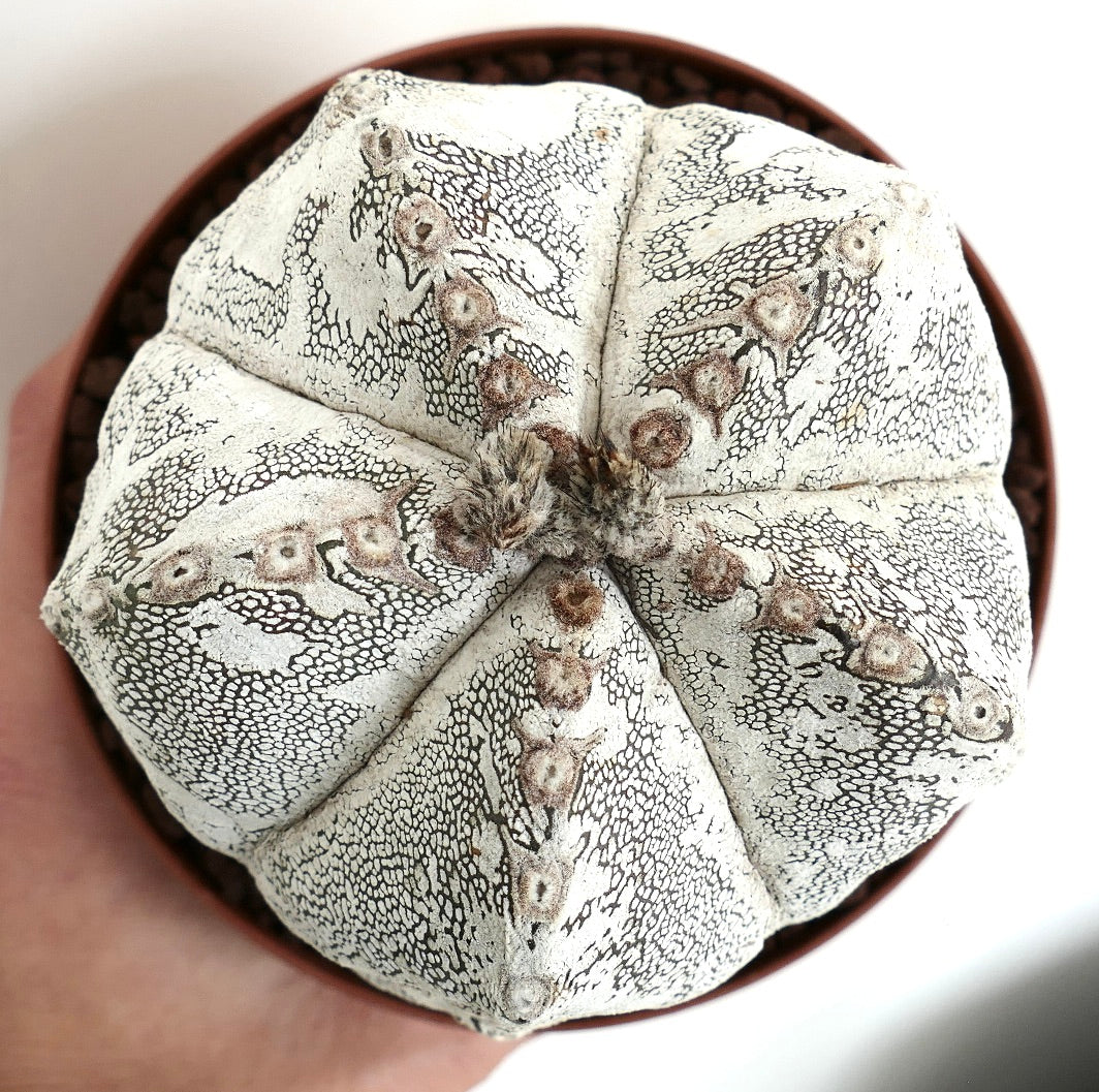 Astrophytum myriostigma cv ONZUKA X HAKUUN rare white textured cactus succulent specimen