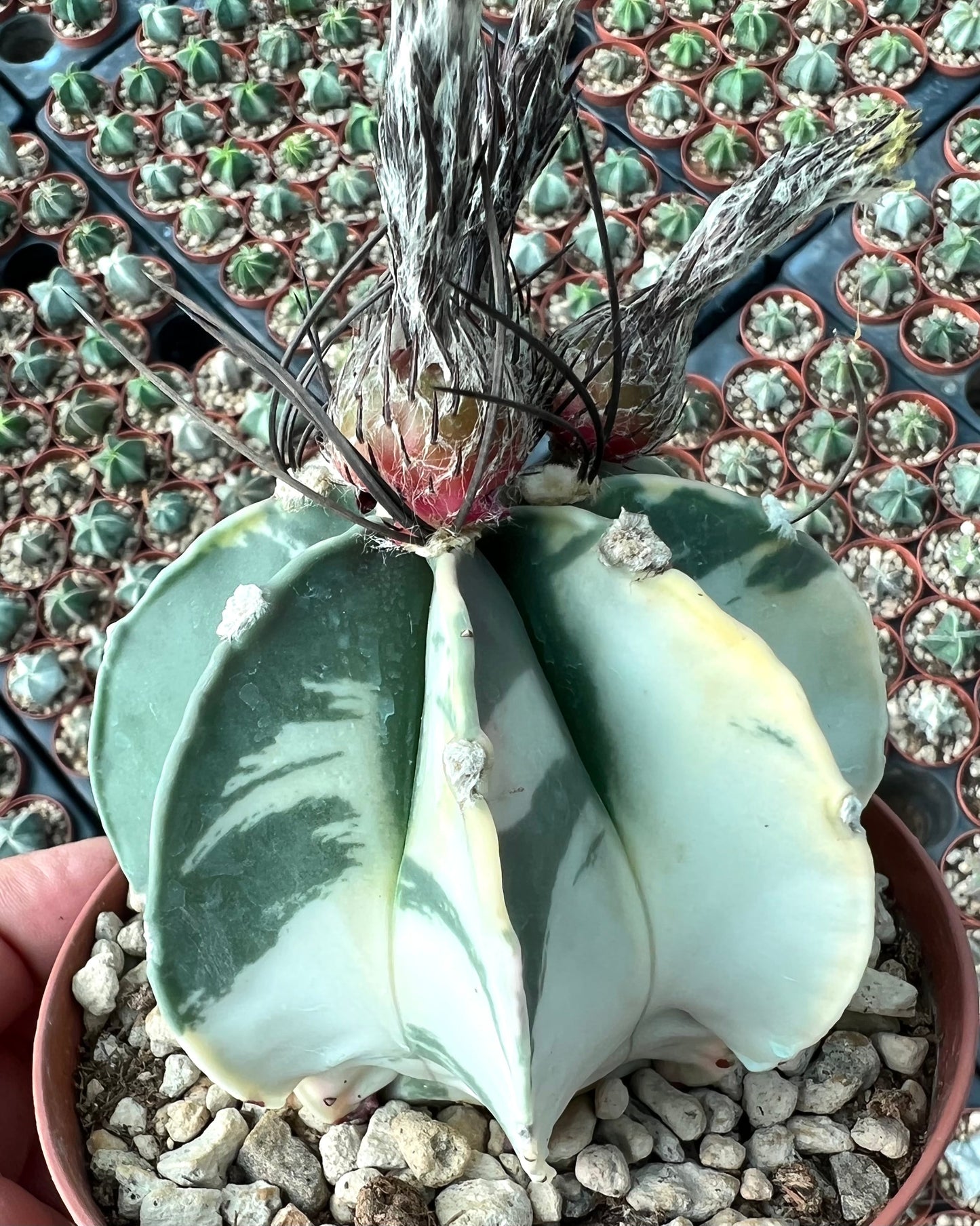 Astrophytum crassispinum variegated succulent cactus with large white and green ribs and dried flower buds
