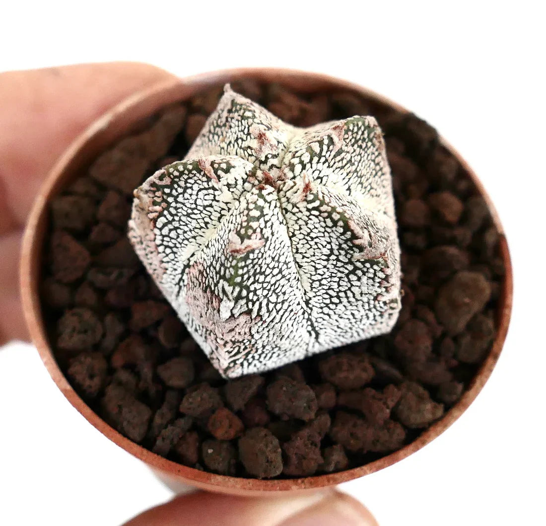 Astrophytum myriostigma cv ONZUKA raro cactus a forma di stella con superficie testurizzata macchiata di bianco