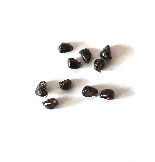 Astrophytum myriostigma var. quadricostatum dark cactus seeds on white background
