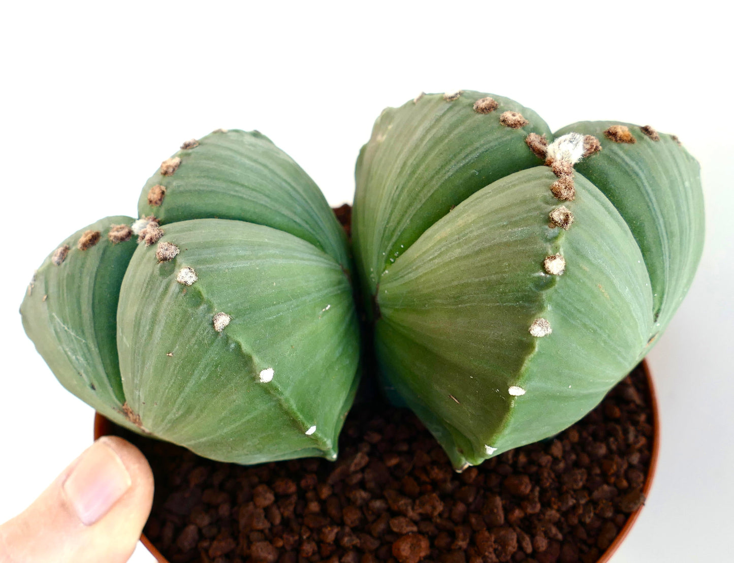 Astrophytum myriostigma var. tricostatum rare green cactus with ribbed, spineless stems in pot