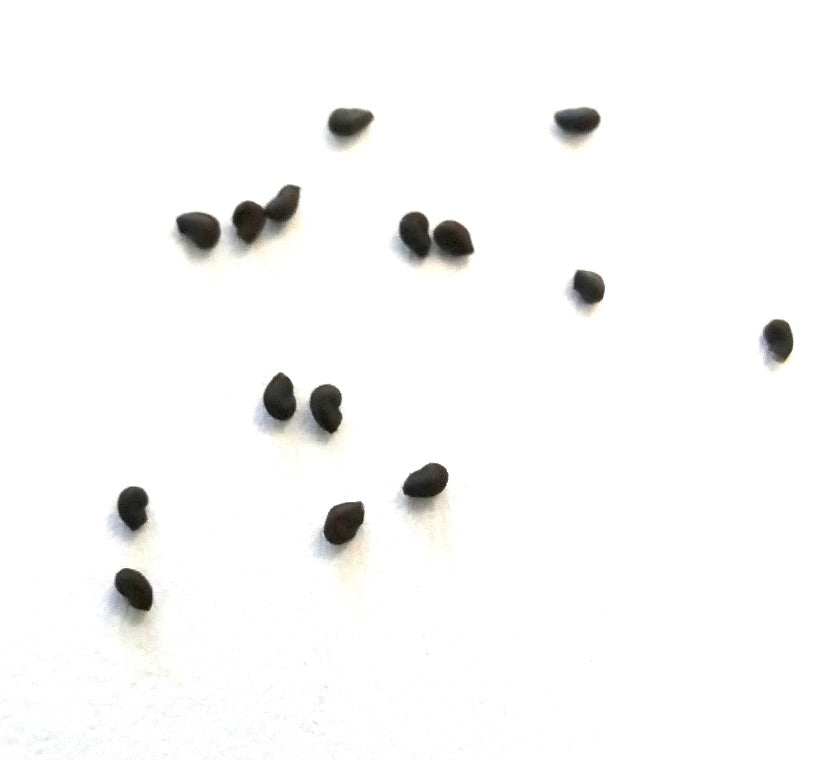Semi di cactus neri piccoli Austrocephalocereus dybowskii su sfondo bianco