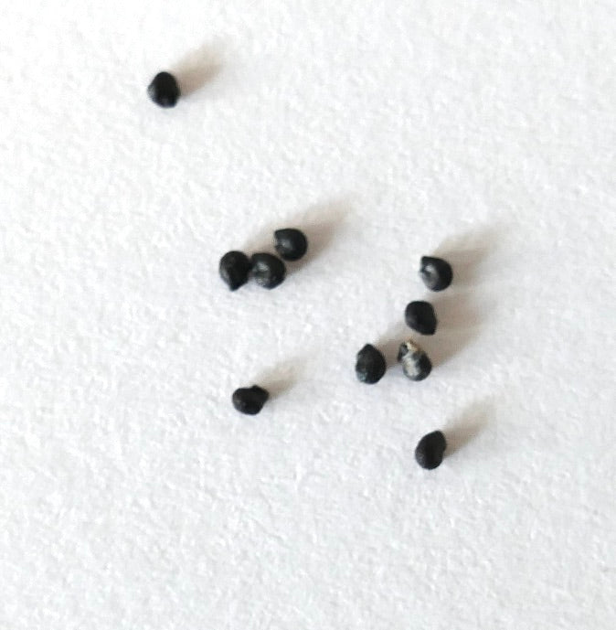 Austrocephalocereus purpureus cactus seeds scattered on white background