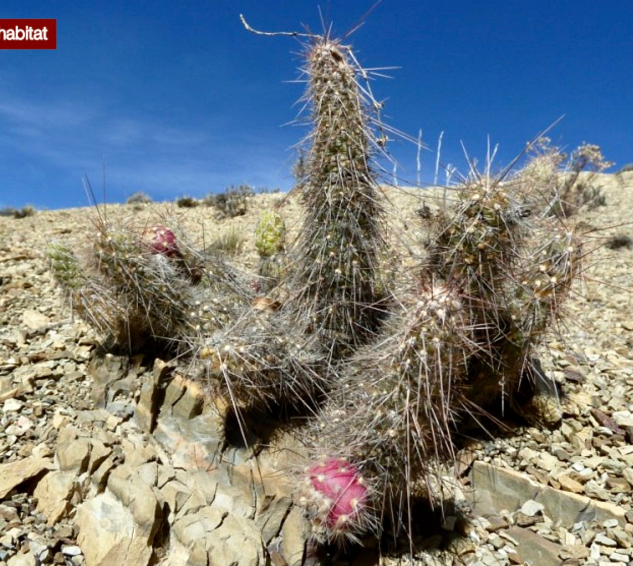 Austrocylindropuntia humahuacana cactus spinoso con frutto rosa in habitat desertico roccioso