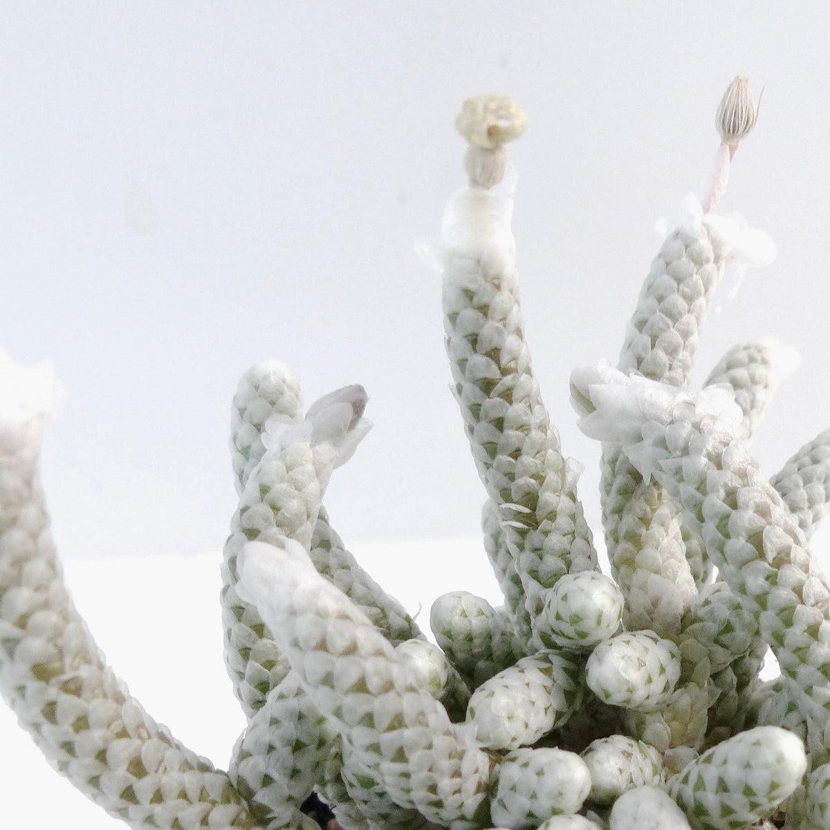 Avonia papyracea 15-30cm diameter | Paper avonia | Paper plant
