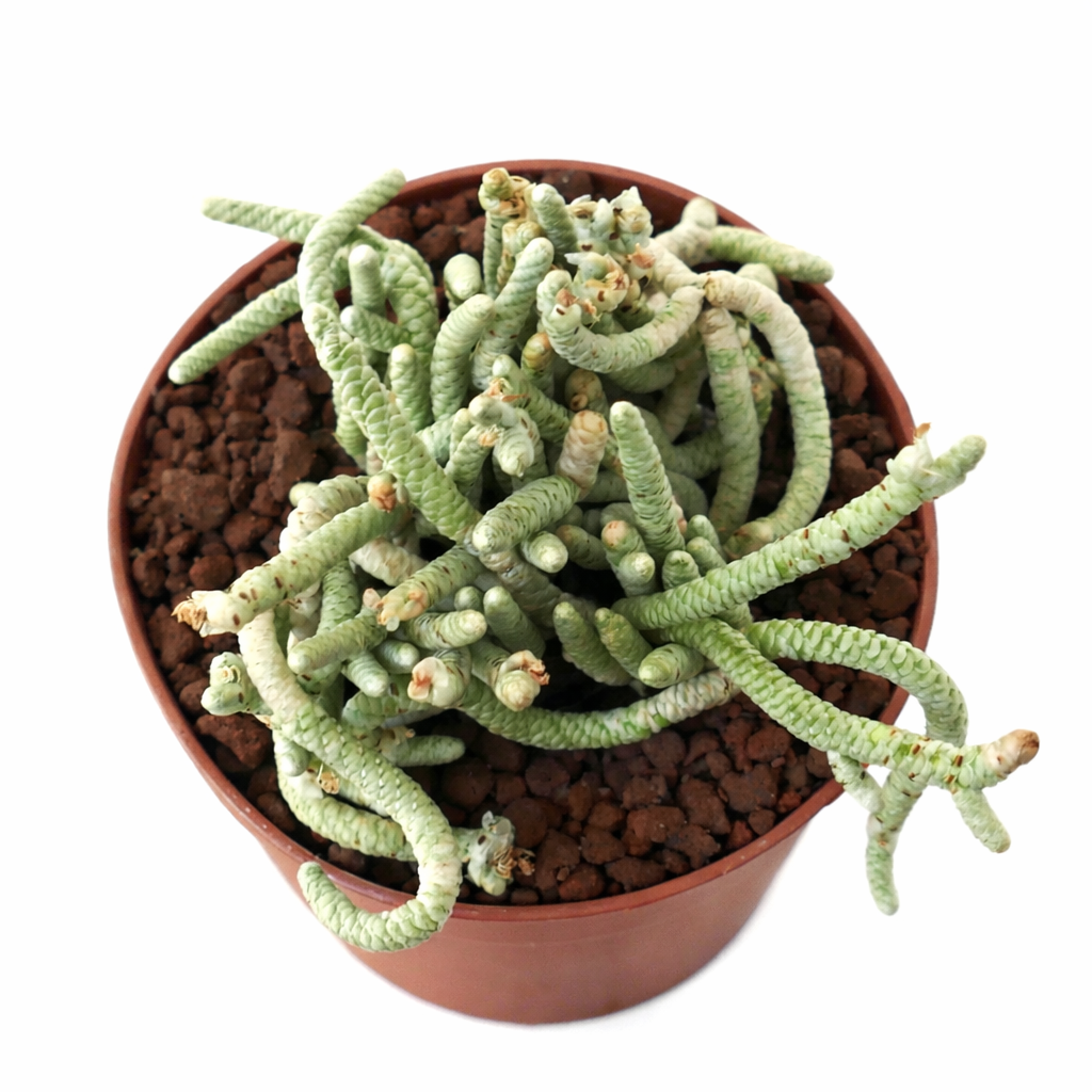 Avonia recurvata 3-5cm diameter | Avonia | Recurved avonia