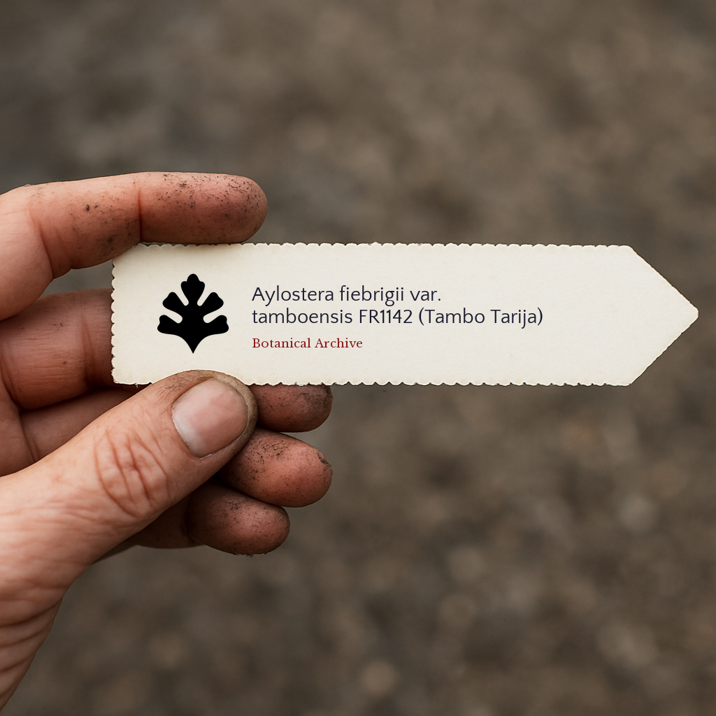 Printed plant label for Aylostera fiebrigii var. tamboensis in hand with soil-stained fingers