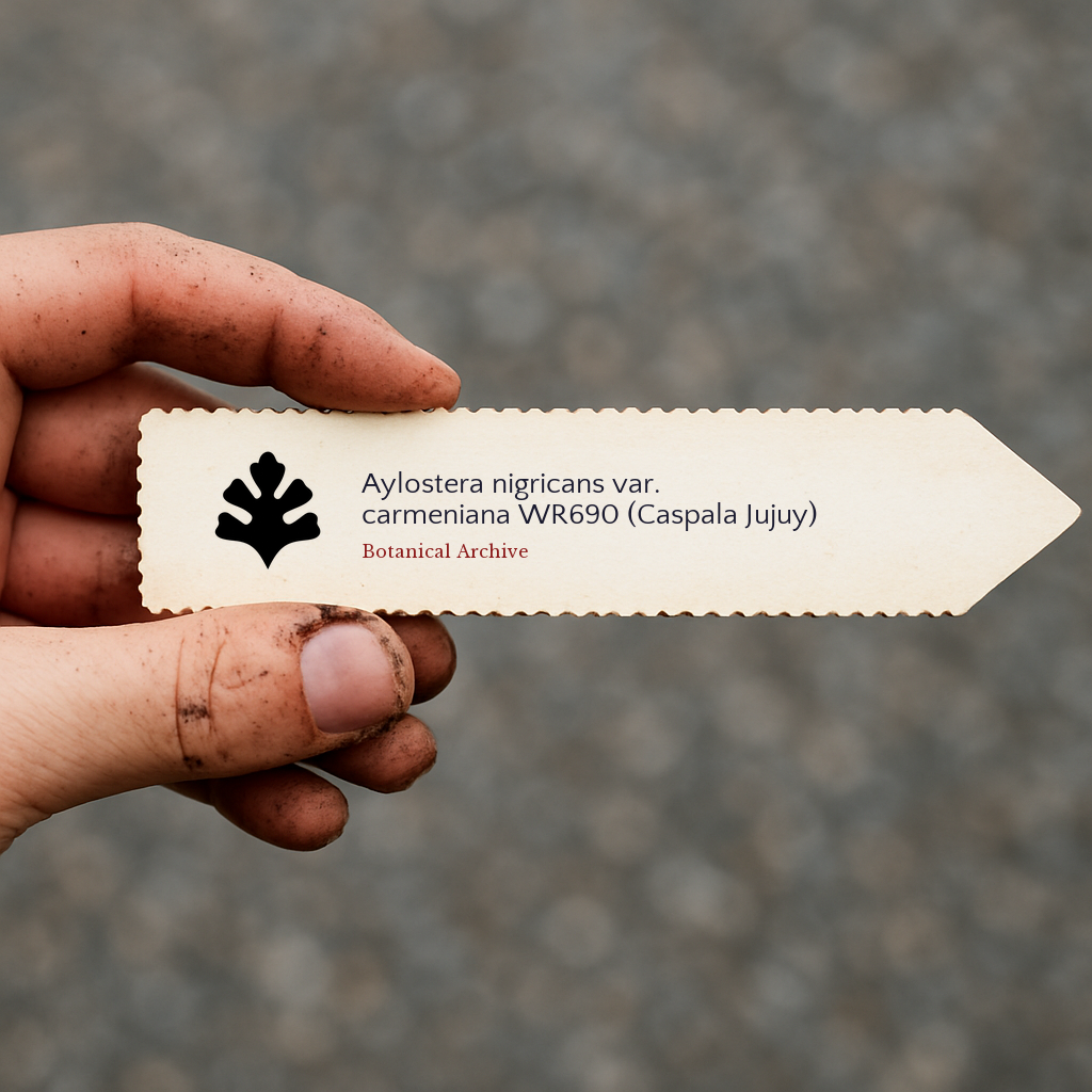 Printed plant label for Aylostera nigricans var. carmeniana held by hand with dirt background