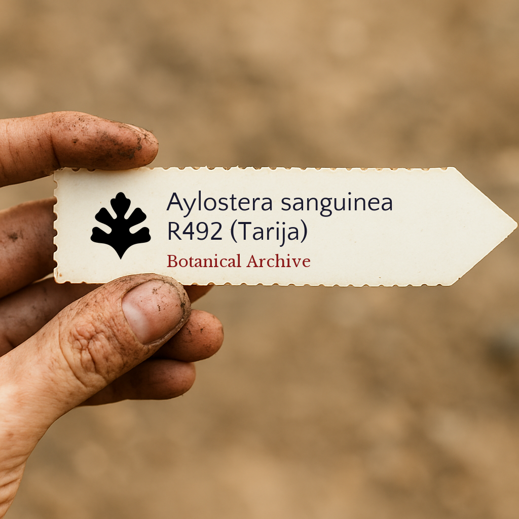 Etichetta per pianta stampata per Aylostera sanguinea R492 (Tarija) tenuta da una mano sporca all'aperto