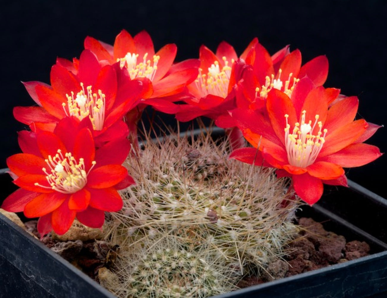 Cactus Aylostera albiareolata con vivaci fiori rossi e spine dense in vaso nero