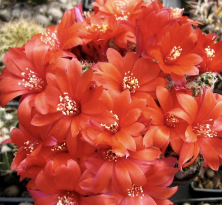 Aylostera albopectinata 'supthutiana' vibrant red cactus flowers in full bloom