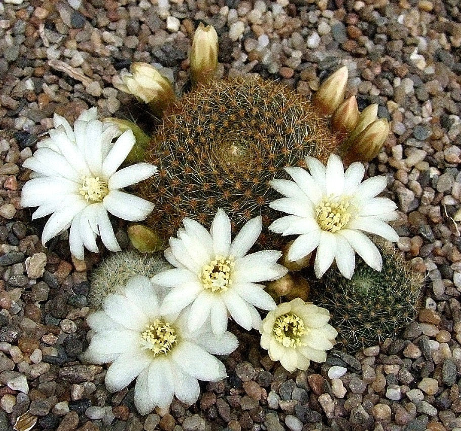 Aylostera azurduyensis cactus with small white flowers and spiny round stems on gravel