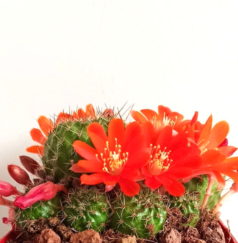 Aylostera cajasensis cactus con fiori vibranti rosso-arancioni e fusti verdi spinati