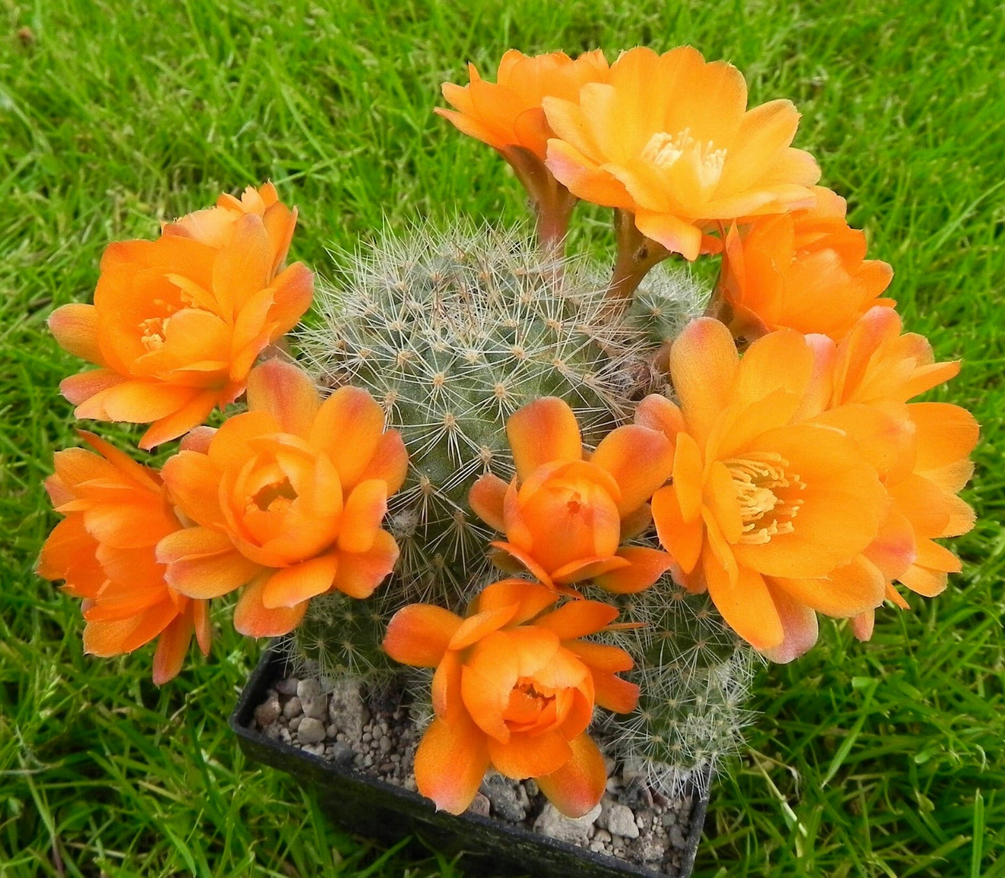 Cactus Aylostera deminuta con fiori arancioni vivaci e densi spine bianche in vaso
