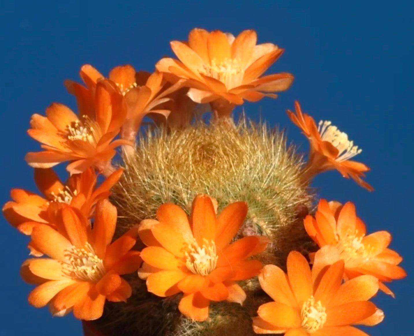 Aylostera fiebrigii sp. escayache blooming cactus with bright orange flowers and fine spines