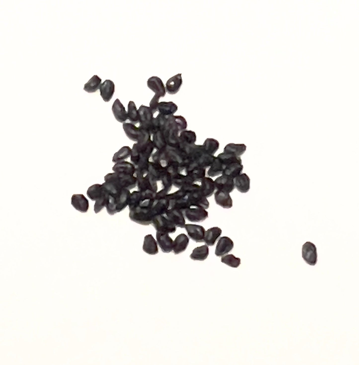 Semi di cactus neri Azureocereus hertlingianus sparsi su sfondo bianco