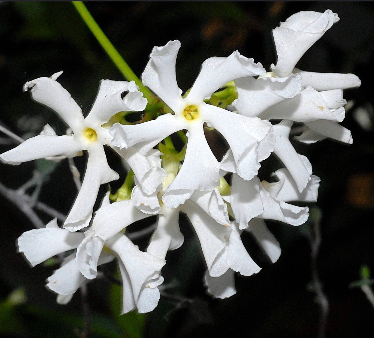 Trachelospermum (sin. Rhyncospermum) jasminoides 120-150cm