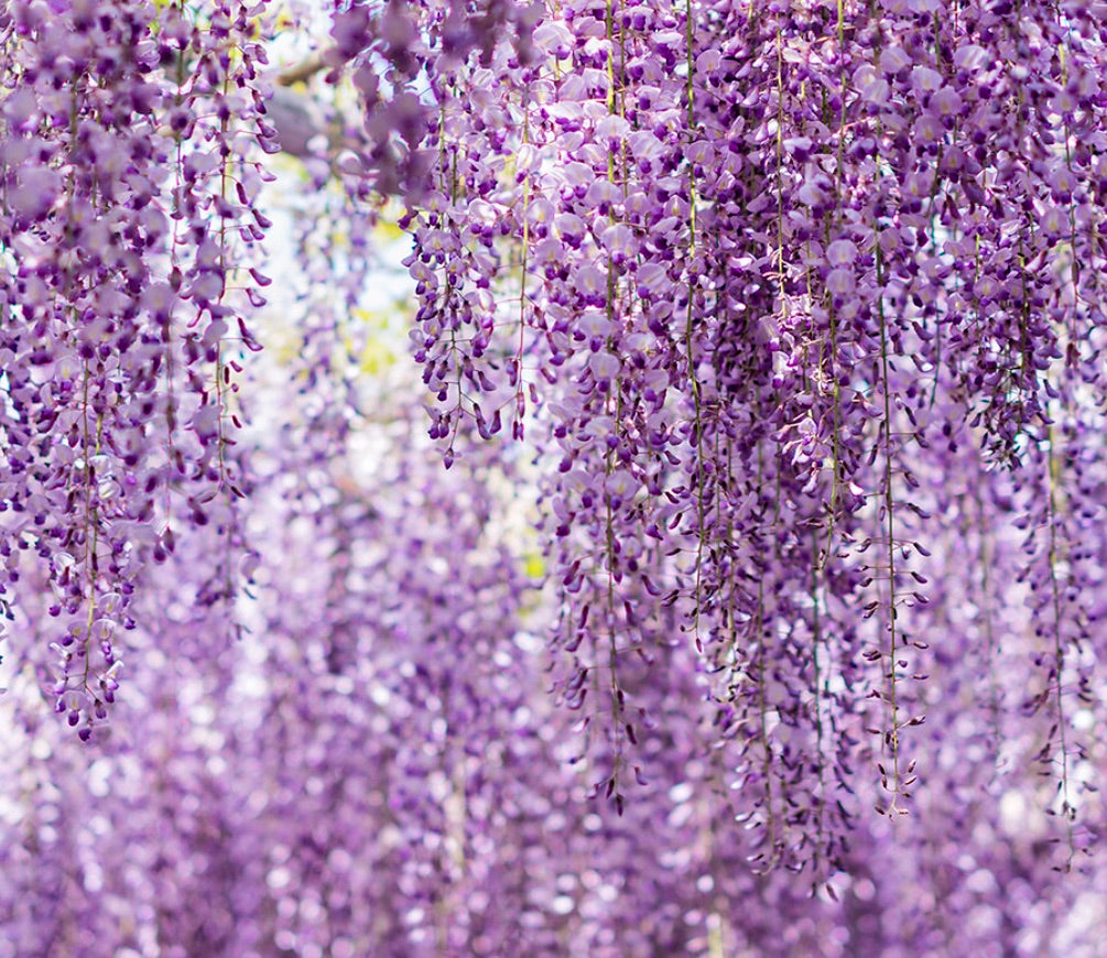 Wisteria sinensis var. communis 100-150cm | Chinese wisteria