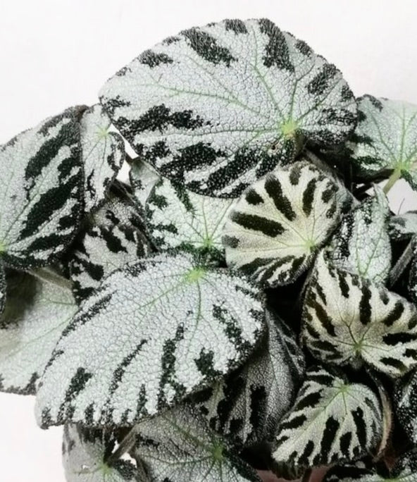 Begonia 'silver Jewell’ 15-30cm | Begonia | Silver Jewel Begonia