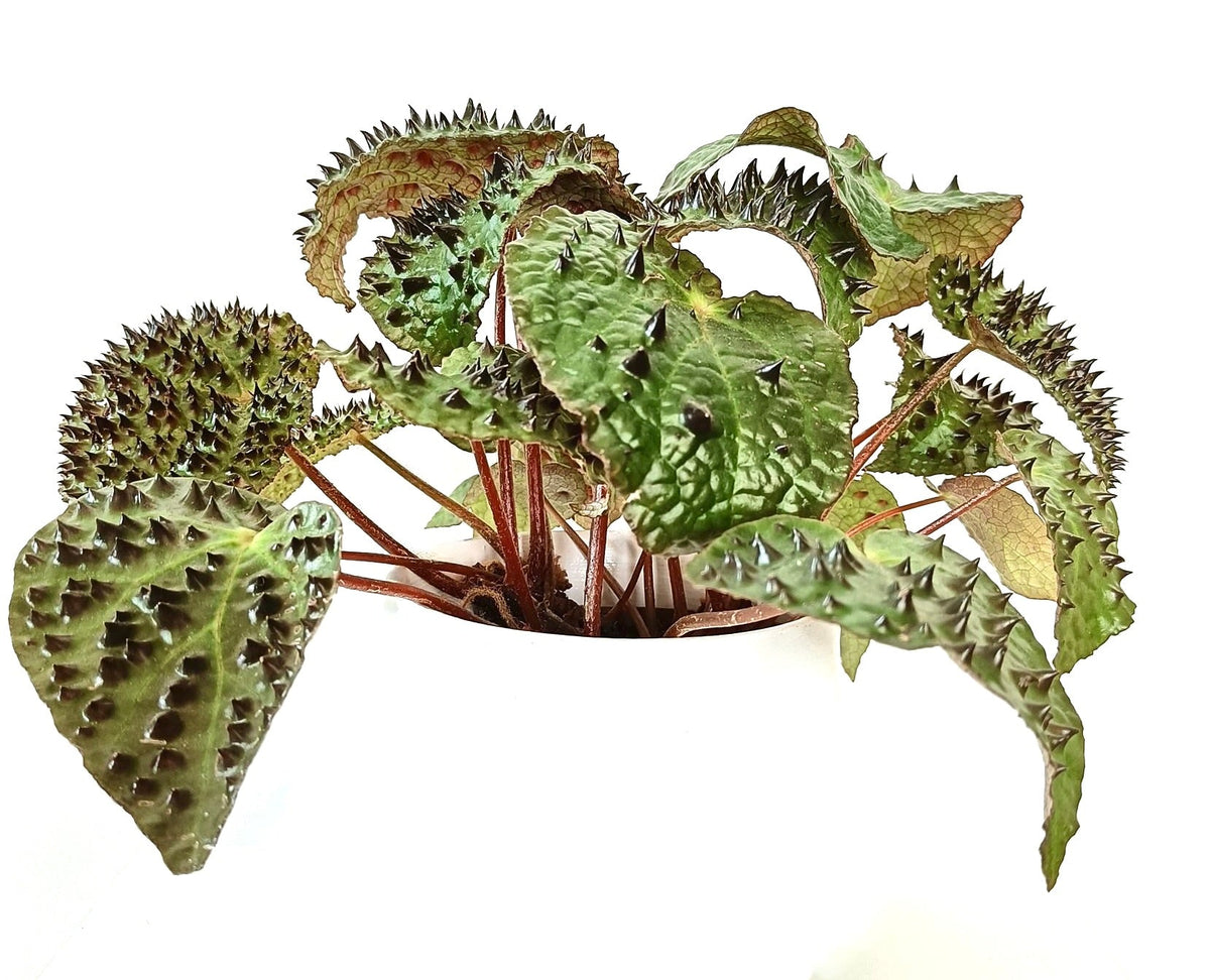 Begonia cv 'FEROX' 10-25cm | Begonia | Ferox begonia