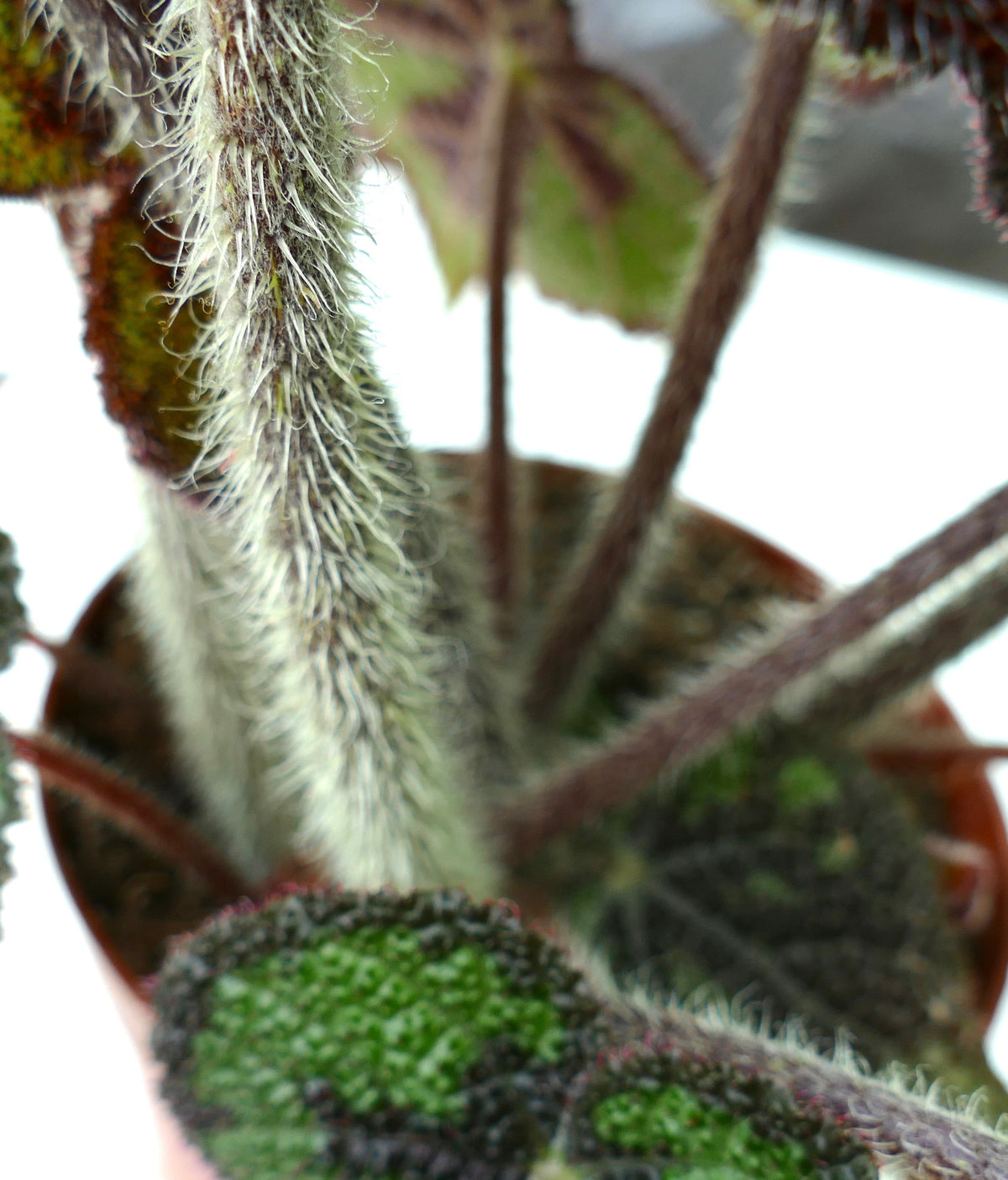 Begonia masoniana 10-15cm | Iron cross begonia | Mason's begonia