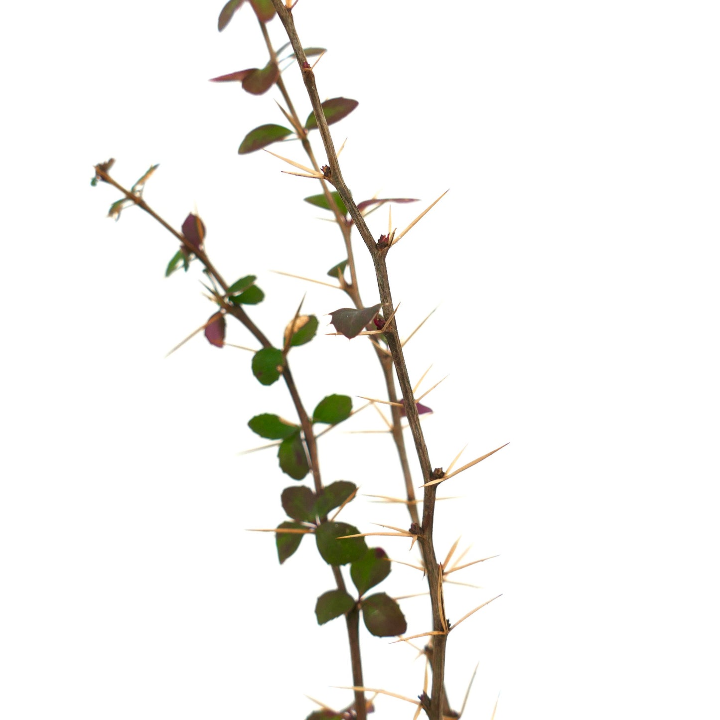 Gambi spinosi di Berberis aggregata con piccole foglie verdi e spine giallastre appuntite
