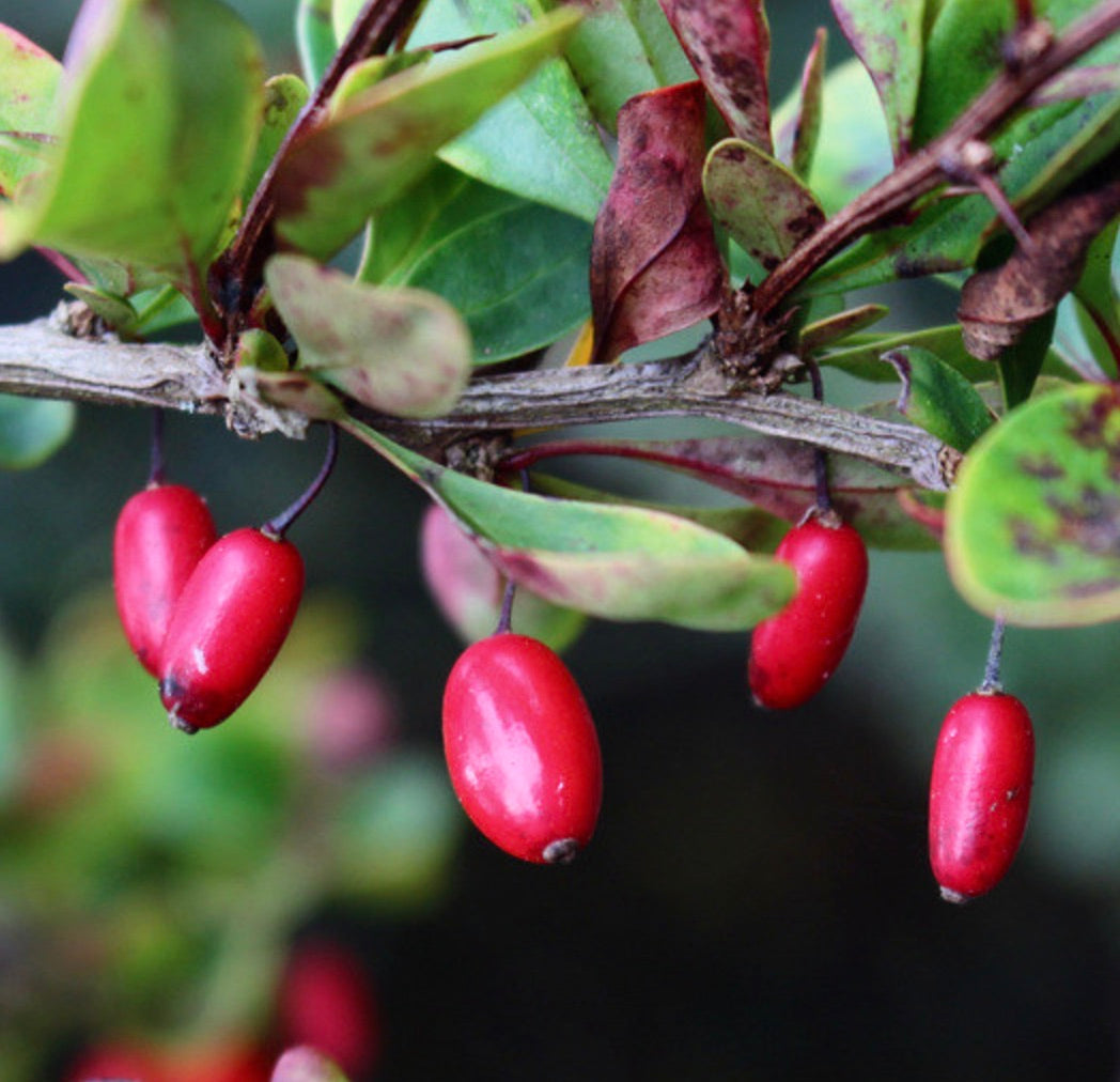 Berberis concinna bright red berries with glossy green leaves on woody branches