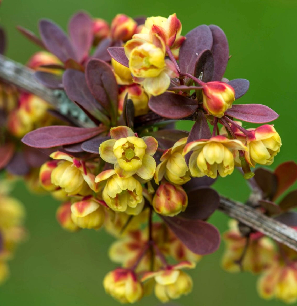 Fiori gialli a forma di campana di Berberis vulgaris con foglie viola scuro su fusto legnoso