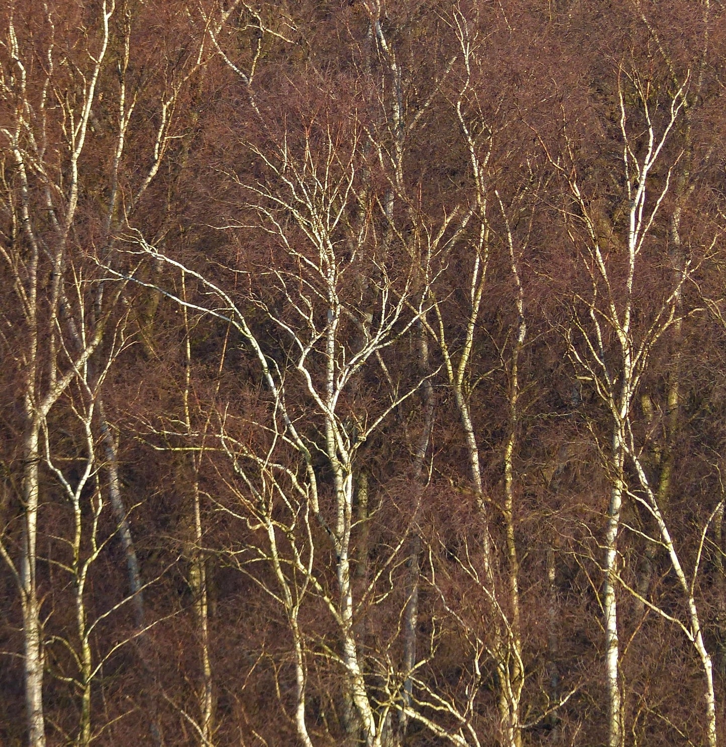 Betula pendula alberi sottili con corteccia bianca e rami fini in un ambiente invernale boschivo
