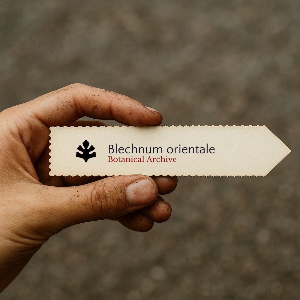 Printed plant label for Blechnum orientale held by hand with soil-stained fingers