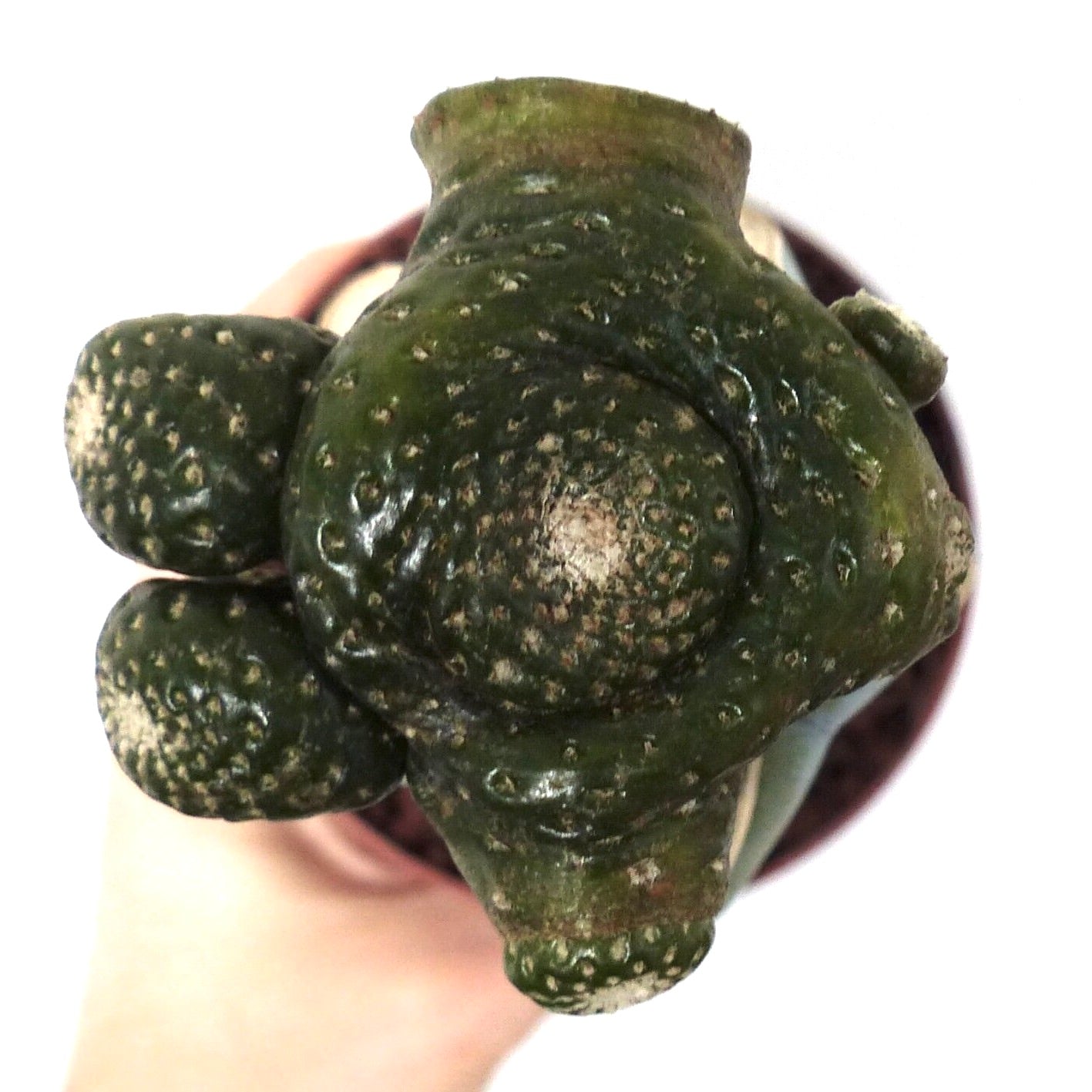Blossfeldia mizqueana rare succulent cactus with textured dark green tubercles in small pot