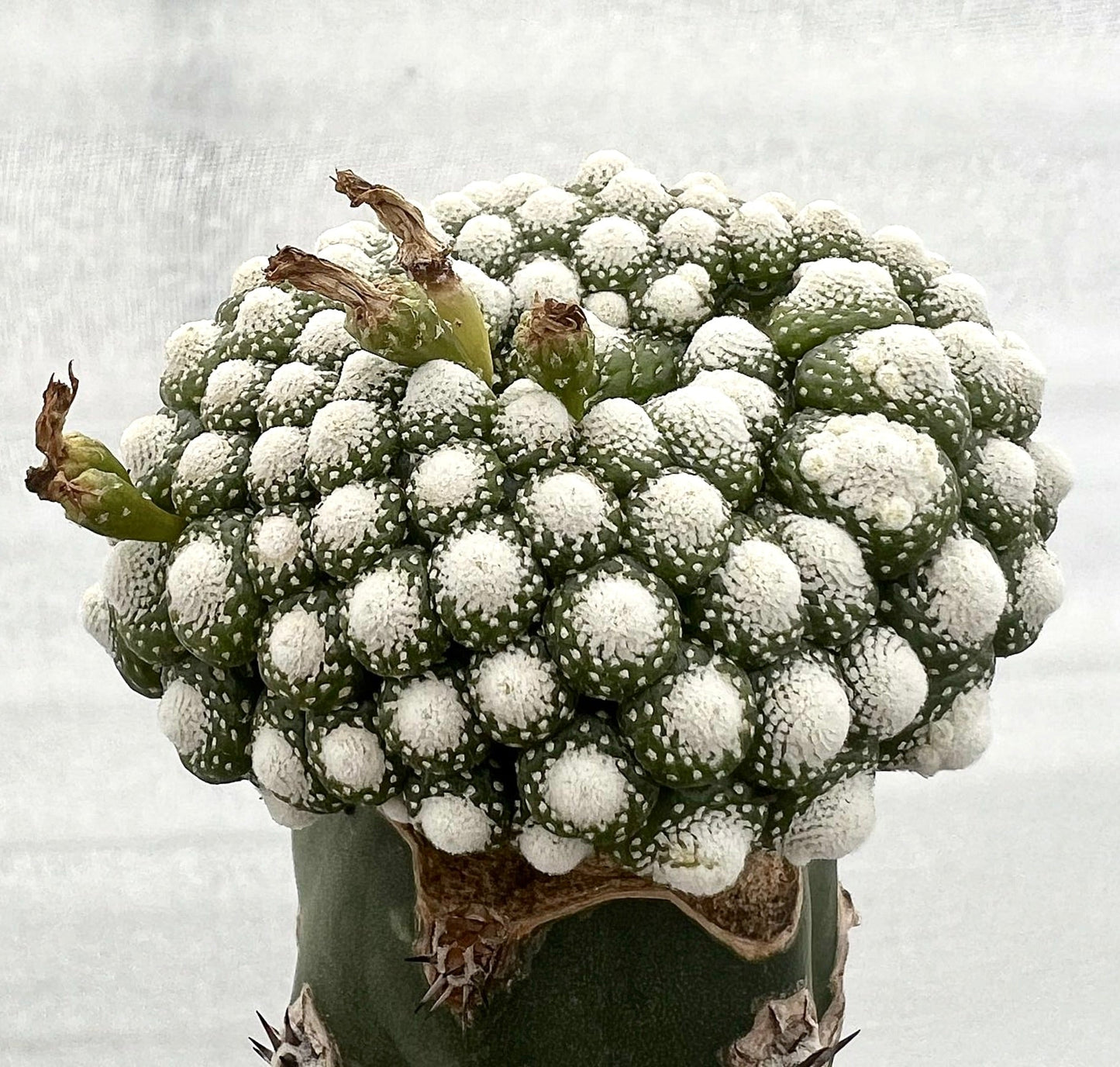 Blossfeldia liliputana raro cactus succulento con tubercoli bianchi e strutturati su stelo verde
