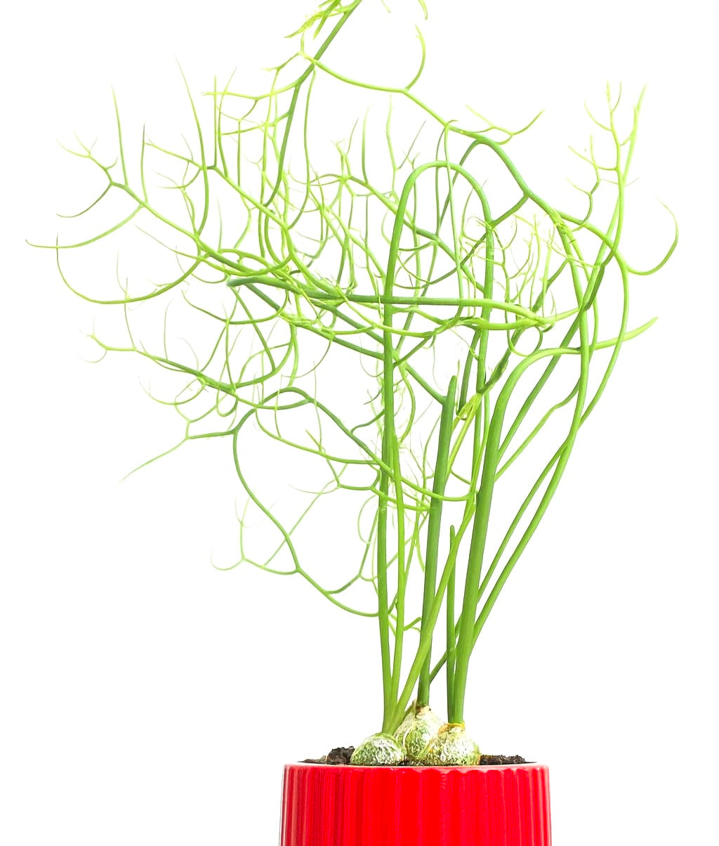 Pianta succulenta rampicante Bowiea volubilis con sottili steli verdi e base bulbosa in vaso rosso