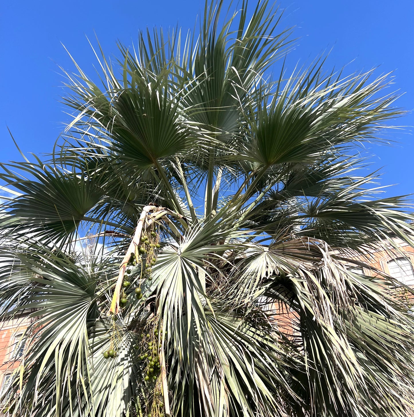 Brahea armata | Blue Hesper Palm | Mexican Blue Palm | SEEDS
