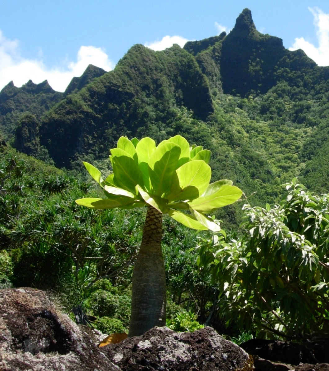Brighamia insignis raro succulenta con tronco spesso e foglie verde brillante nel suo habitat naturale